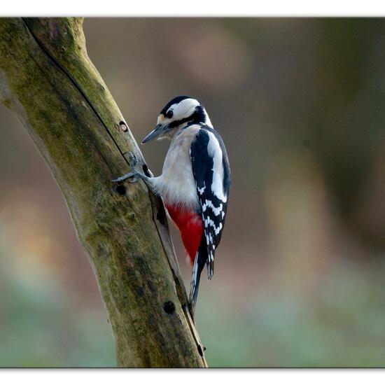 Buntspecht: Tier im Habitat Hinterhof in der NatureSpots App