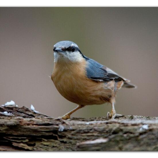 Kleiber: Tier im Habitat Hinterhof in der NatureSpots App