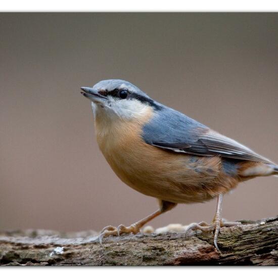 Kleiber: Tier im Habitat Hinterhof in der NatureSpots App