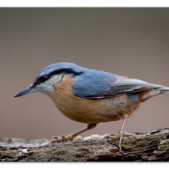 Kleiber: Tier im Habitat Hinterhof in der NatureSpots App