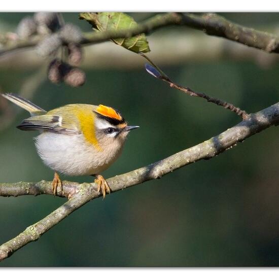 Sommergoldhähnchen: Tier in der Natur in der NatureSpots App