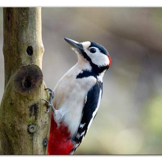 Great Spotted Woodpecker: Animal in habitat Backyard in the NatureSpots App