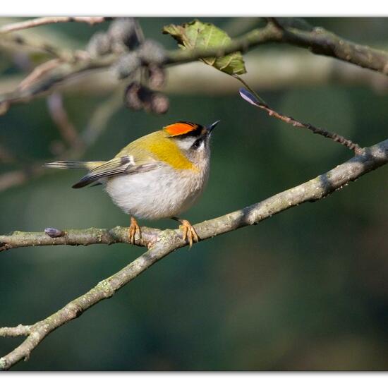 Common Firecrest: Animal in nature in the NatureSpots App