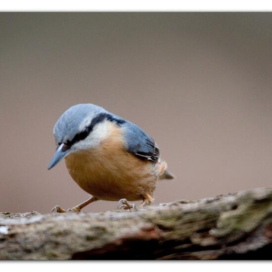 Kleiber: Tier im Habitat Hinterhof in der NatureSpots App