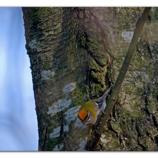 Sommergoldhähnchen: Tier in der Natur in der NatureSpots App