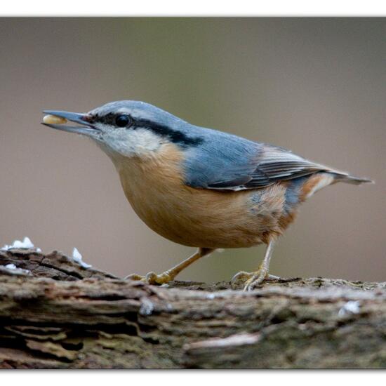 Kleiber: Tier im Habitat Hinterhof in der NatureSpots App