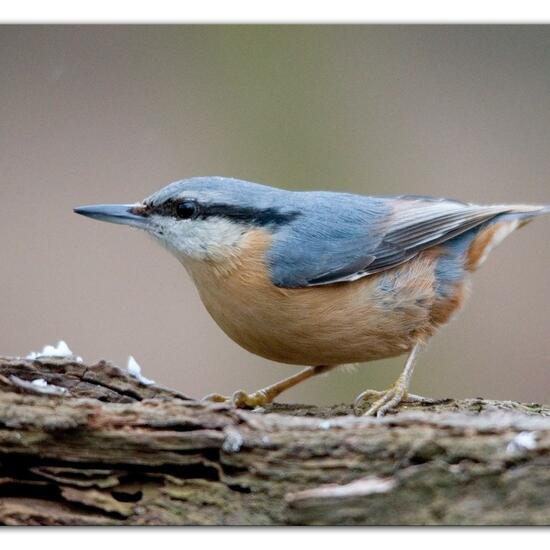 Kleiber: Tier im Habitat Hinterhof in der NatureSpots App