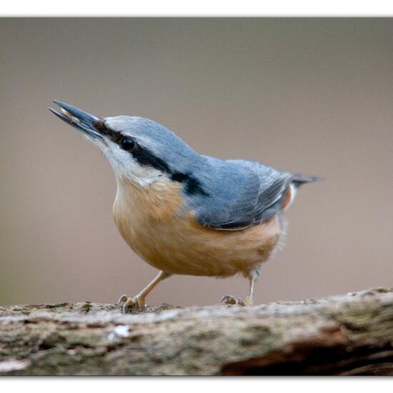 Kleiber: Tier im Habitat Hinterhof in der NatureSpots App