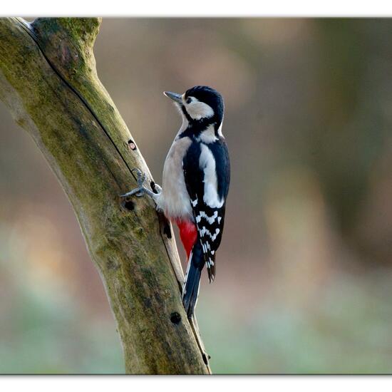 Great Spotted Woodpecker: Animal in habitat Backyard in the NatureSpots App