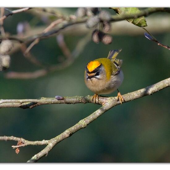 Sommergoldhähnchen: Tier in der Natur in der NatureSpots App