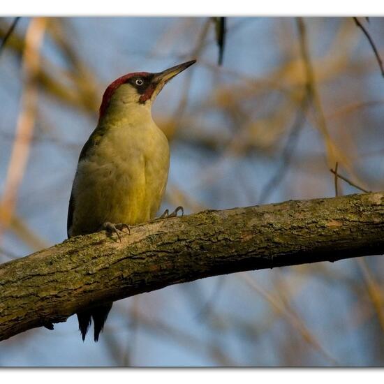 European Green Woodpecker: Animal in habitat Backyard in the NatureSpots App