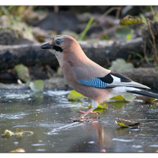 Eurasian Jay: Animal in habitat Backyard in the NatureSpots App