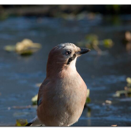 Eurasian Jay: Animal in habitat Backyard in the NatureSpots App