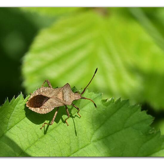 Lederwanze: Tier im Habitat Naturnahe Wiese in der NatureSpots App