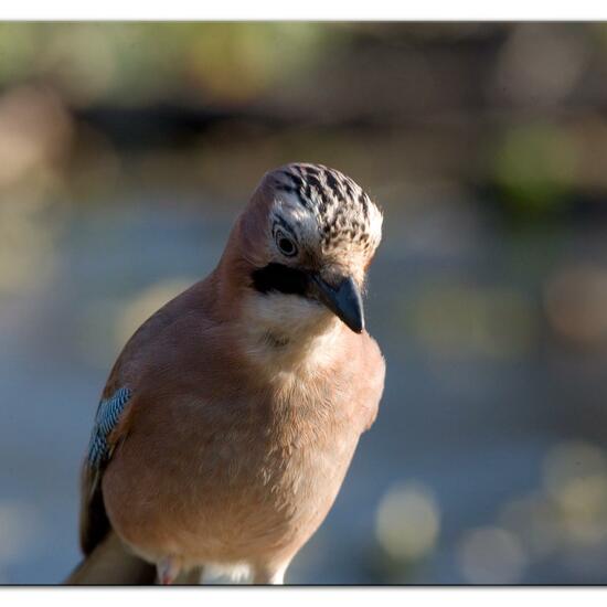 Eurasian Jay: Animal in habitat Backyard in the NatureSpots App