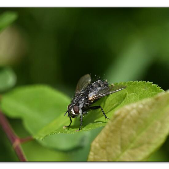 Phorocera obscura: Tier im Habitat Grasland und Büsche in der NatureSpots App