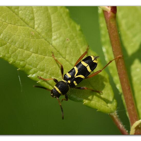 Clytus arietis: Animal in habitat Natural Meadow in the NatureSpots App