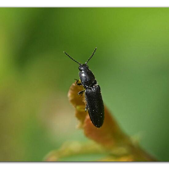 Hemicrepidius niger: Animal in habitat Natural Meadow in the NatureSpots App