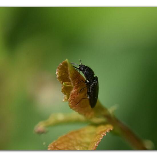 Hemicrepidius niger: Animal in habitat Natural Meadow in the NatureSpots App