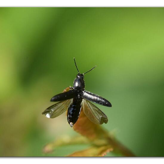 Hemicrepidius niger: Animal in habitat Natural Meadow in the NatureSpots App