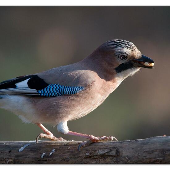 Eurasian Jay: Animal in habitat Backyard in the NatureSpots App