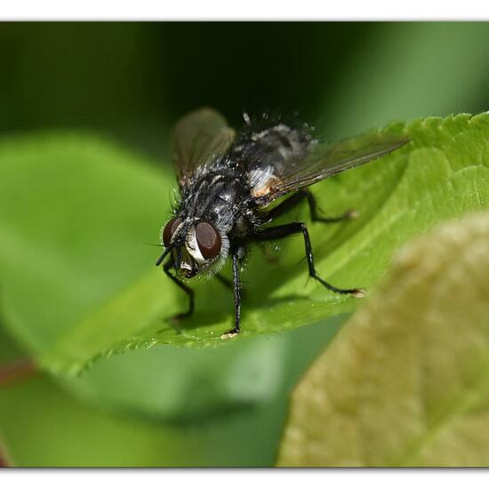 Phorocera obscura: Tier im Habitat Grasland und Büsche in der NatureSpots App