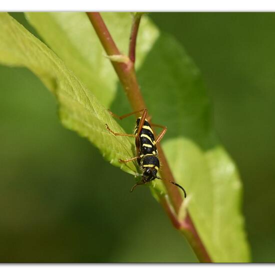 Clytus arietis: Animal in habitat Natural Meadow in the NatureSpots App