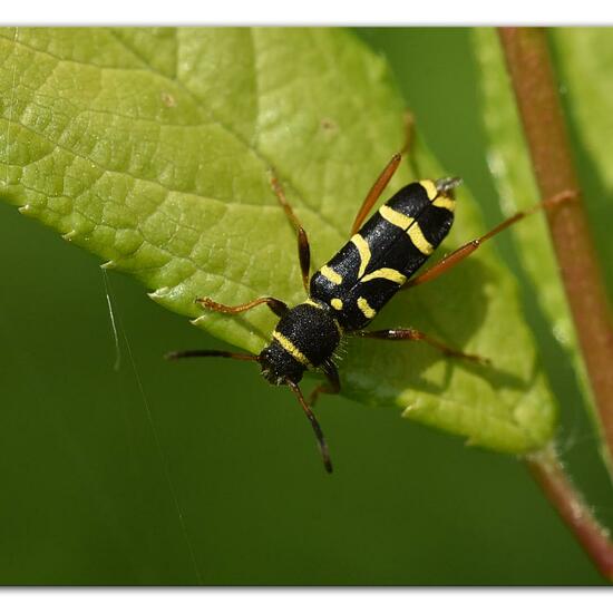 Clytus arietis: Animal in habitat Natural Meadow in the NatureSpots App