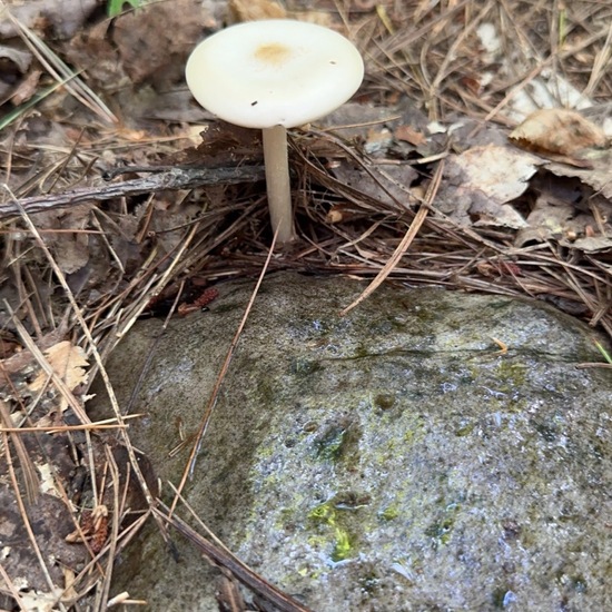 another species: Mushroom in nature in the NatureSpots App