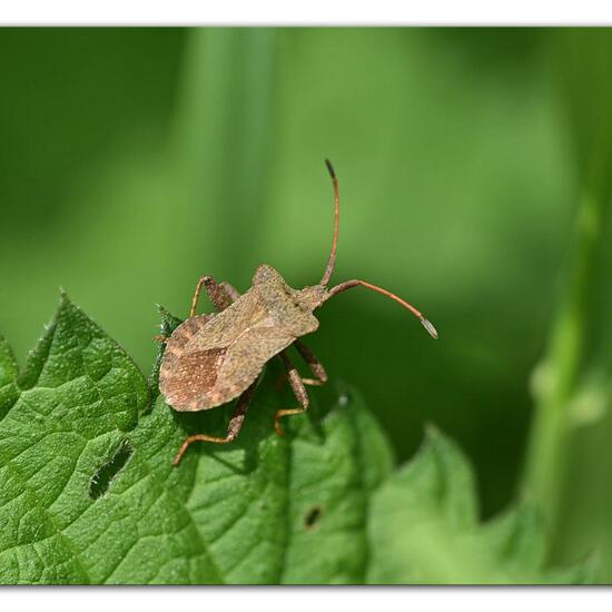 Lederwanze: Tier im Habitat Naturnahe Wiese in der NatureSpots App