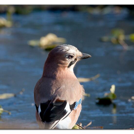 Eurasian Jay: Animal in habitat Backyard in the NatureSpots App