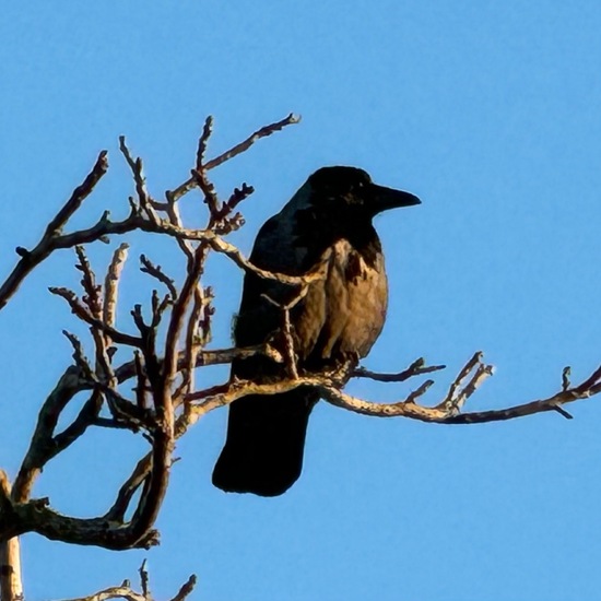 Nebelkrähe: Tier im Habitat Garten in der NatureSpots App