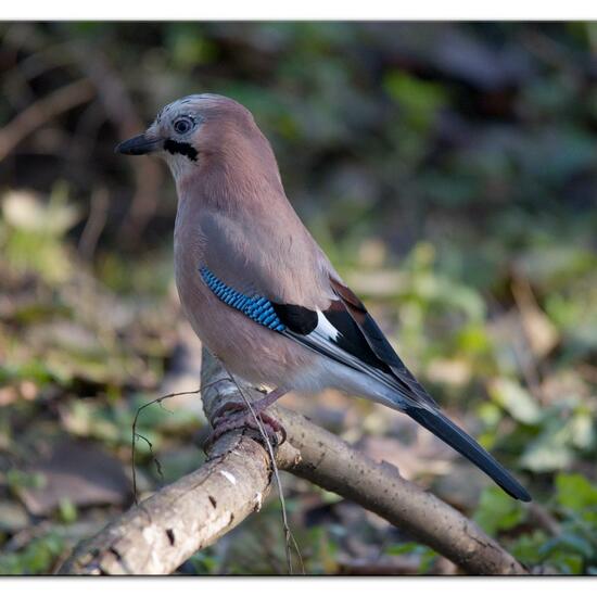 Eurasian Jay: Animal in habitat Backyard in the NatureSpots App