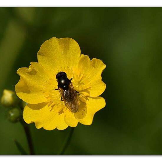 Cheilosia albitarsis: Tier im Habitat Naturnahe Wiese in der NatureSpots App