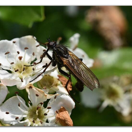 Empis tessellata: Animal in habitat Natural Meadow in the NatureSpots App