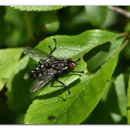 Eine unbekannte Art: Tier im Habitat Naturnahe Wiese in der NatureSpots App