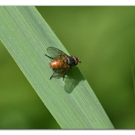 Subclytia rotundiventris: Tier im Habitat Naturnahe Wiese in der NatureSpots App