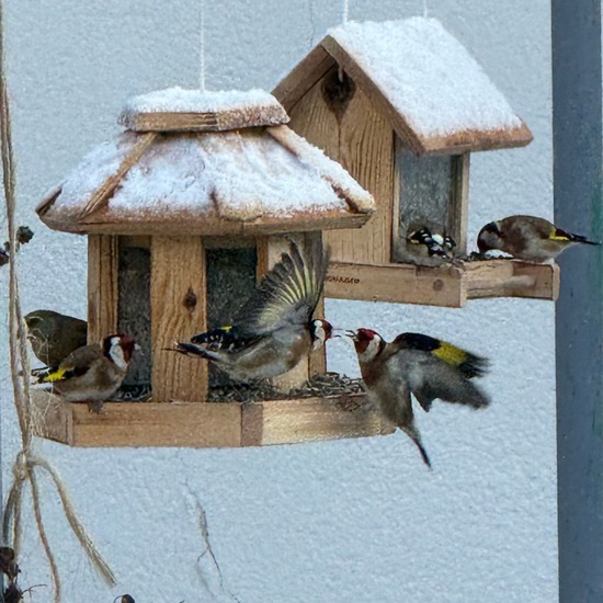 Stieglitz: Tier im Habitat Garten in der NatureSpots App