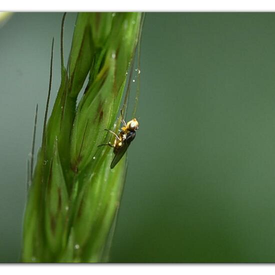 Eine unbekannte Art: Tier im Habitat Naturnahe Wiese in der NatureSpots App