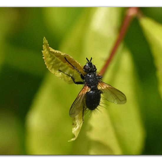 Zophomyia temula: Animal in habitat Natural Meadow in the NatureSpots App