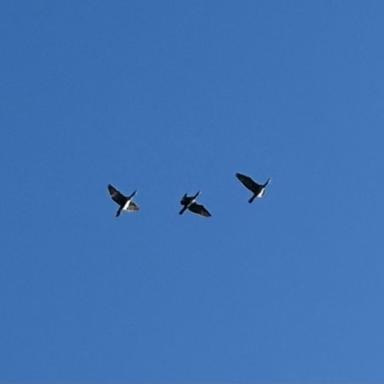 Kormoran: Tier im Habitat Vorstadt in der NatureSpots App