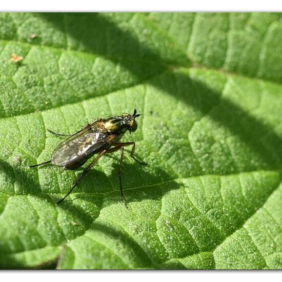 Dolichopus ungulatus: Tier im Habitat Naturnahe Wiese in der NatureSpots App