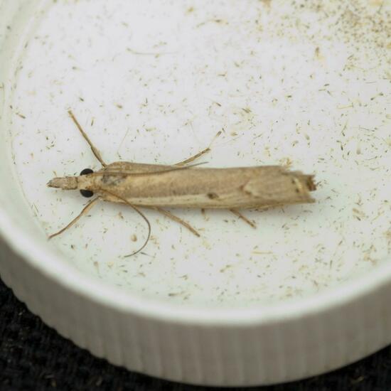 Agriphila geniculea: Animal in habitat Garden in the NatureSpots App