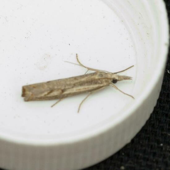 Agriphila geniculea: Animal in habitat Garden in the NatureSpots App