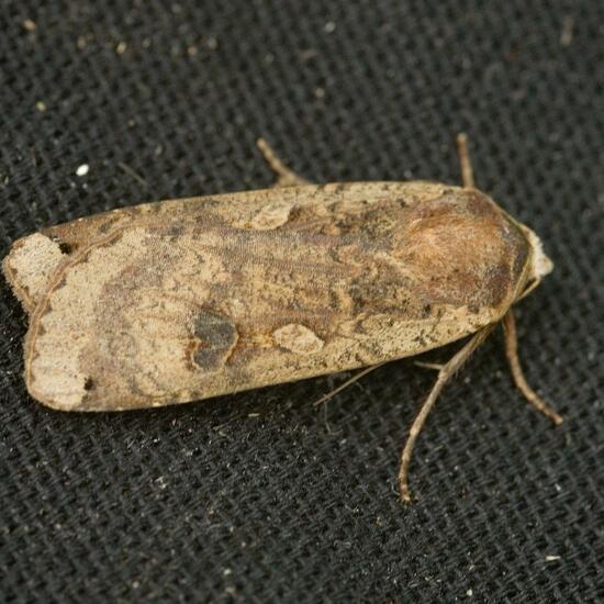 Large Yellow Underwing: Animal in habitat Garden in the NatureSpots App