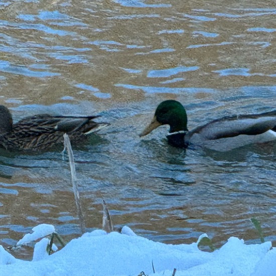 Stockente: Tier im Habitat Fluss in der NatureSpots App