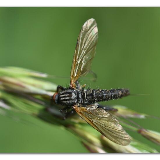 Empis tessellata: Animal in habitat Natural Meadow in the NatureSpots App