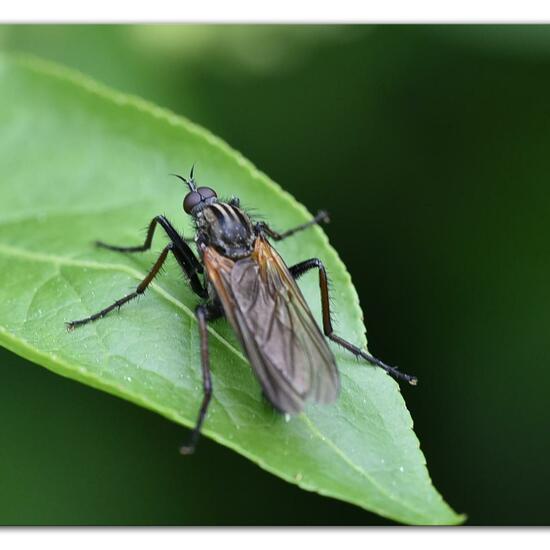 Empis tessellata: Animal in habitat Natural Meadow in the NatureSpots App