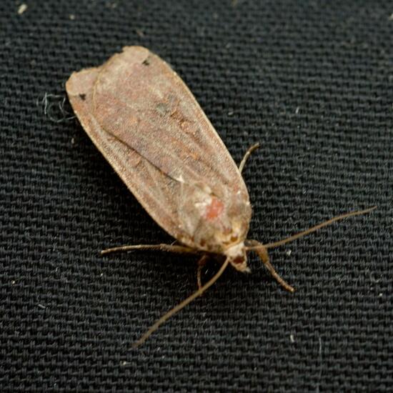 Large Yellow Underwing: Animal in habitat Garden in the NatureSpots App