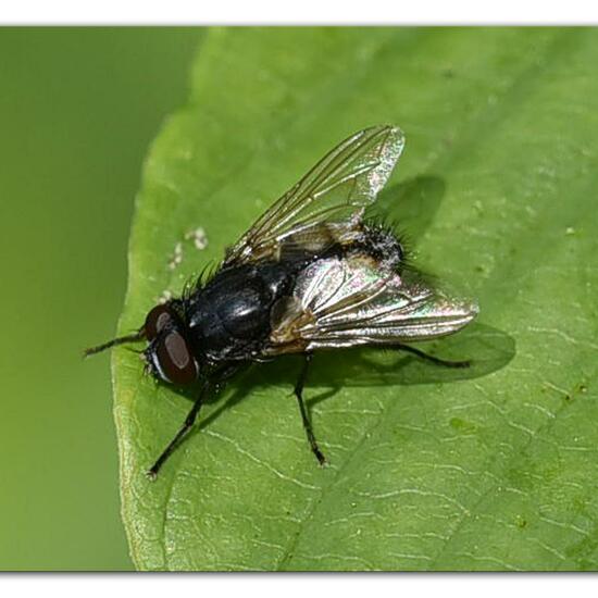 Musca autumnalis: Animal in habitat Natural Meadow in the NatureSpots App